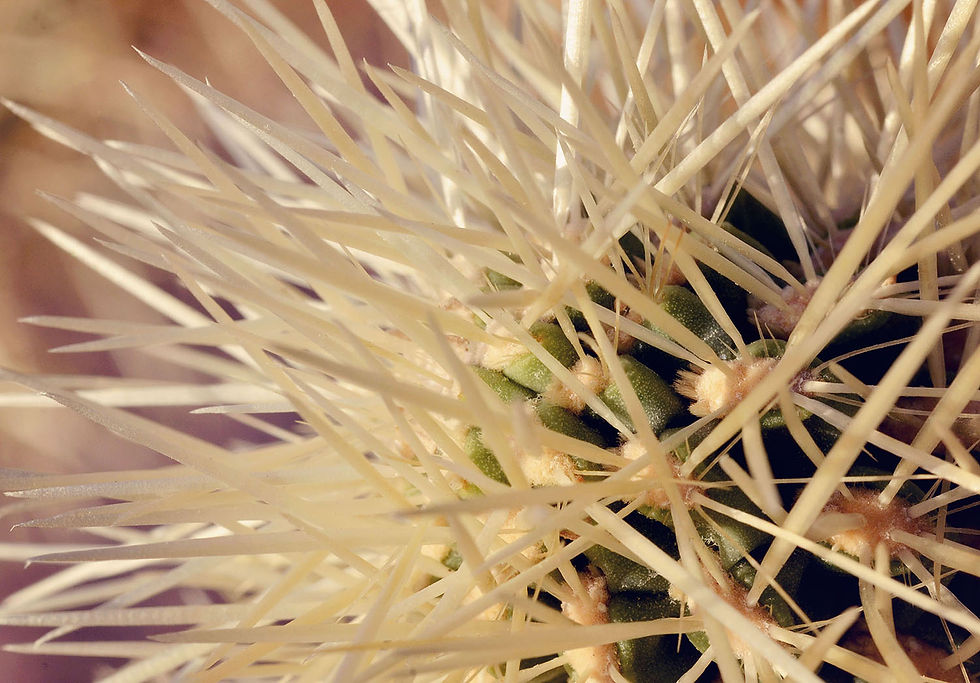 Jumping Cholla