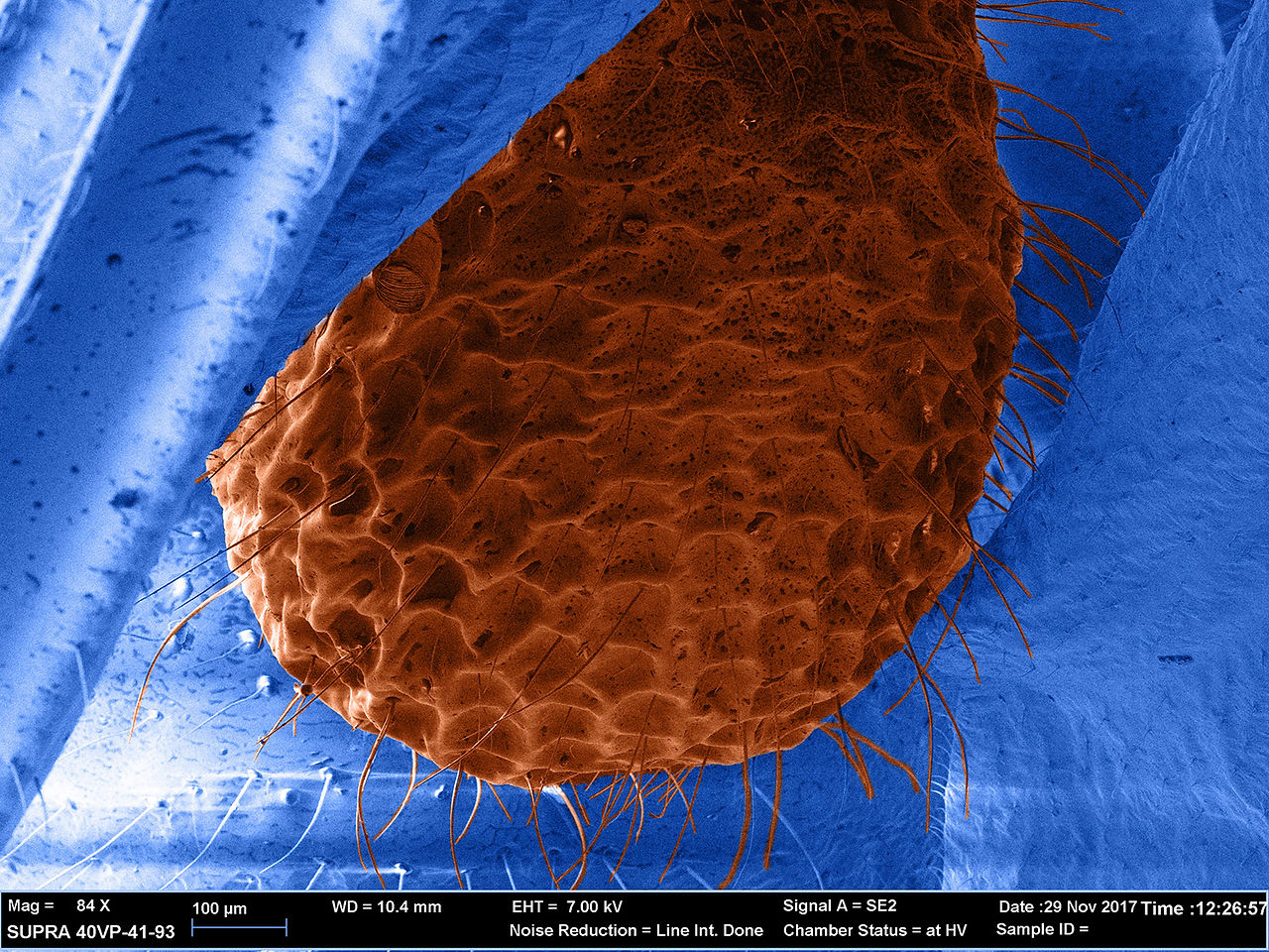 Part of a Queen Ant