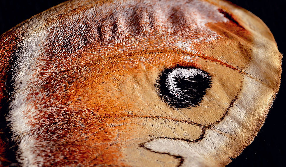Macro Butterfly Wing