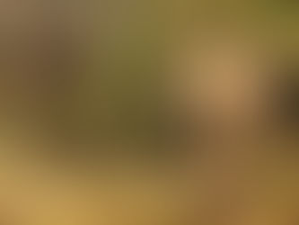 Conversation avec un géant africain à la réserve naturelle de Karongwe