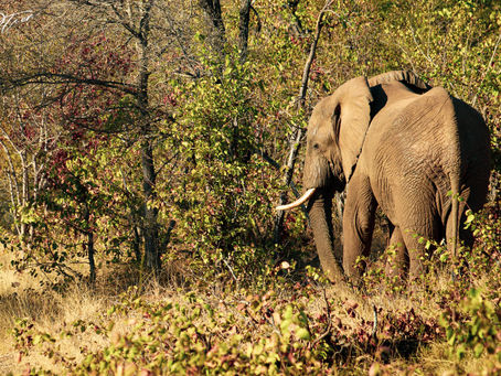 Conversation with an African giant at Karongwe Nature Reserve