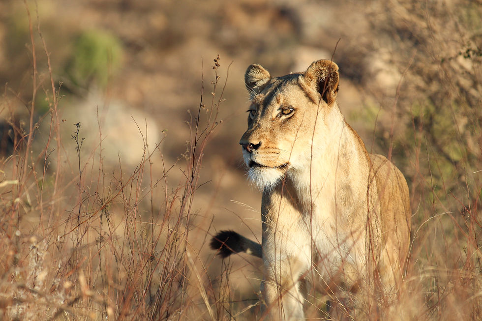 Balule Nature Reserve