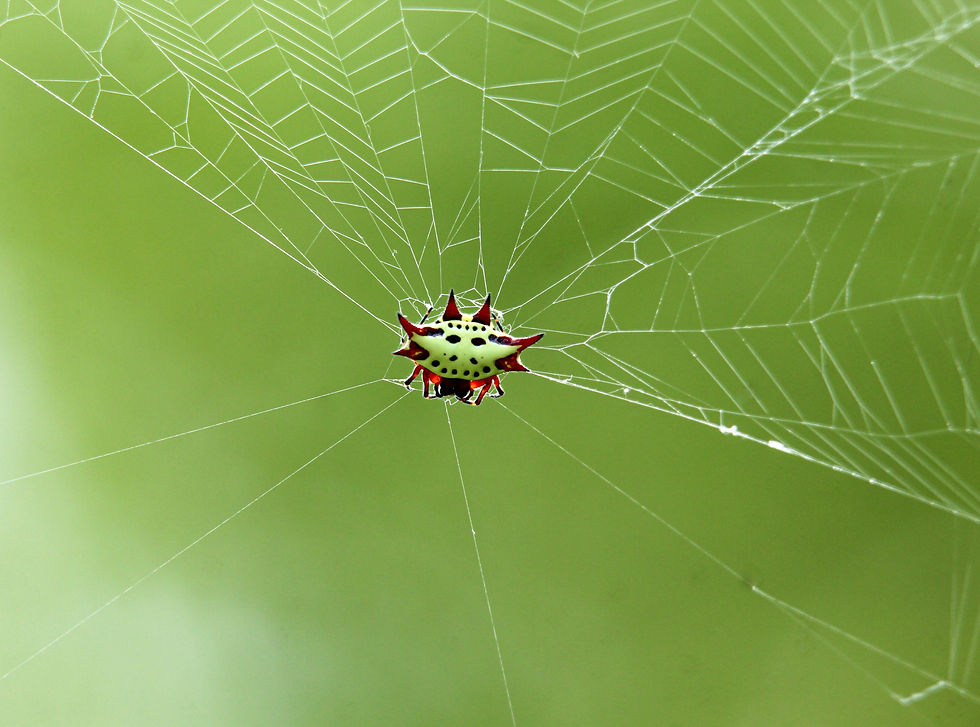 Makalali Game Reserve & Ndabushi