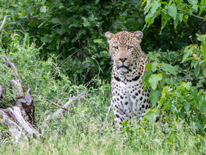 Matimba's love stories