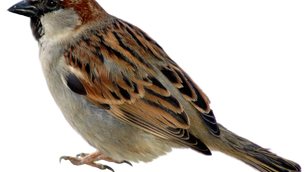 Лев Авилкин. THE OLD SPARROW*