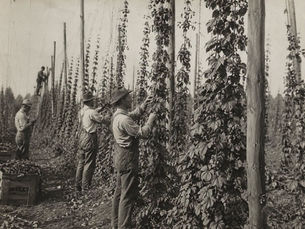 Just a Hop Field
