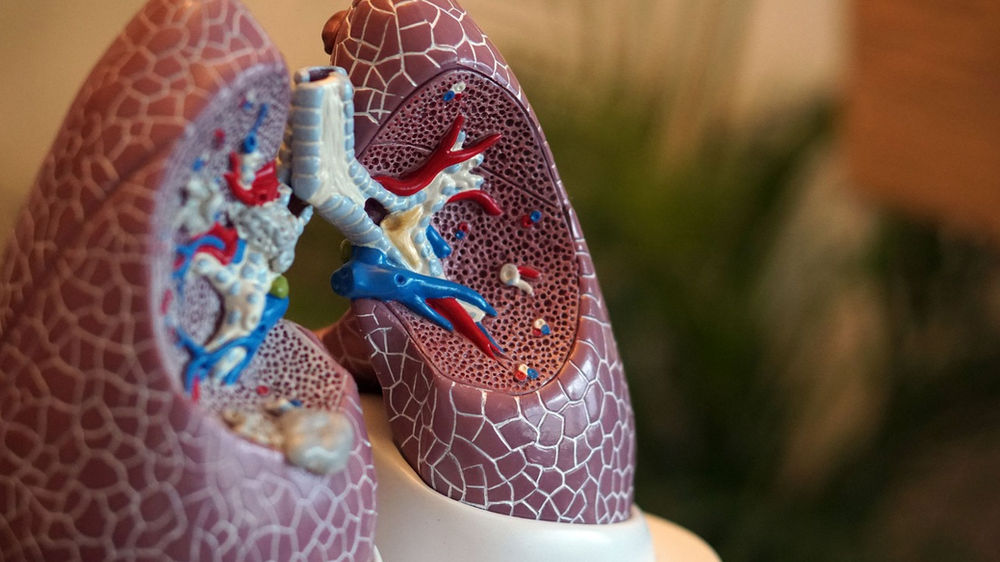 ¿Cómo funcionan los pulmones? ¿Cómo funcionan los pulmones?