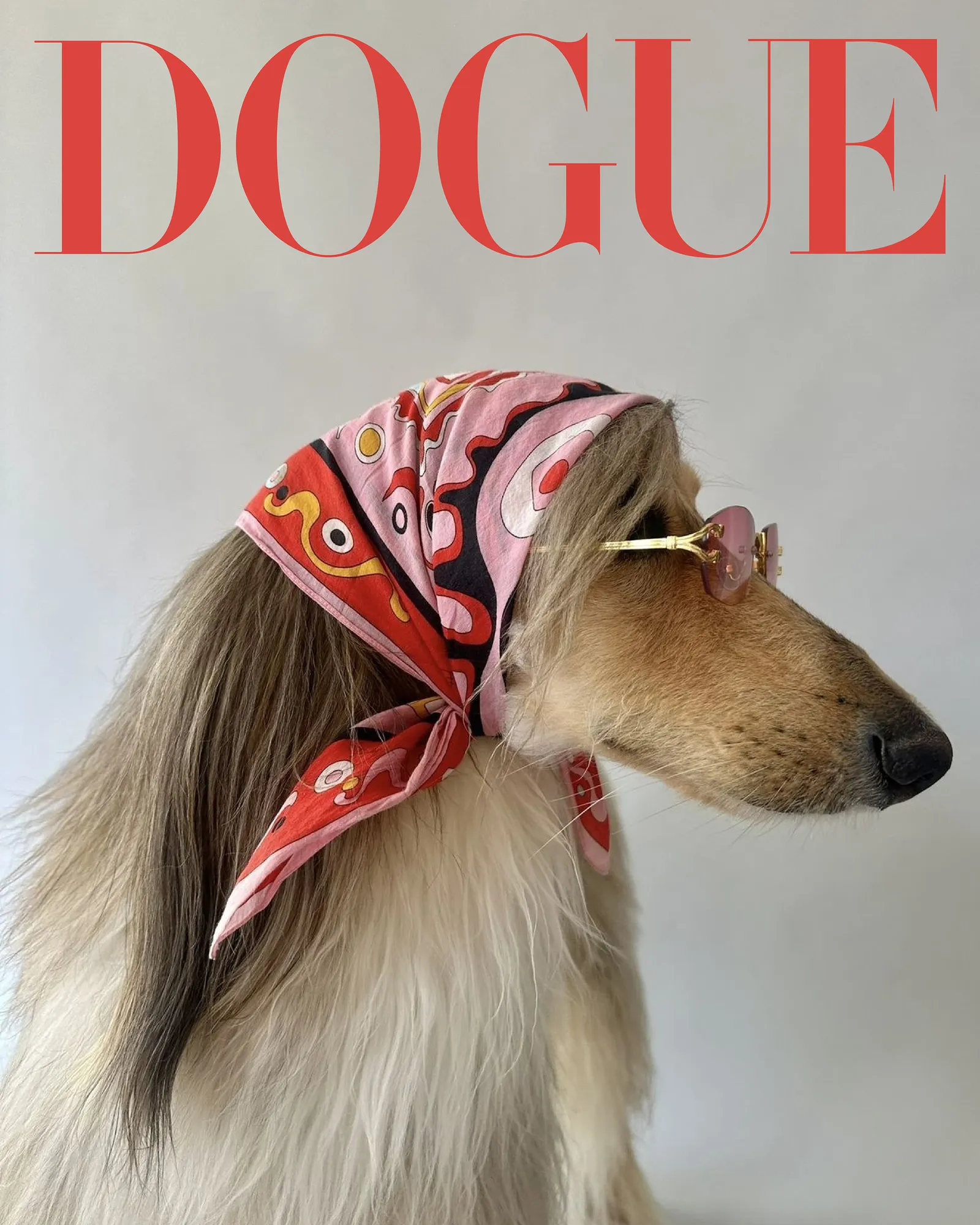 6Perros y marketing: cómo Dogue redefinió la cultura pet_FAIER
