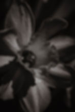 Macro Photography