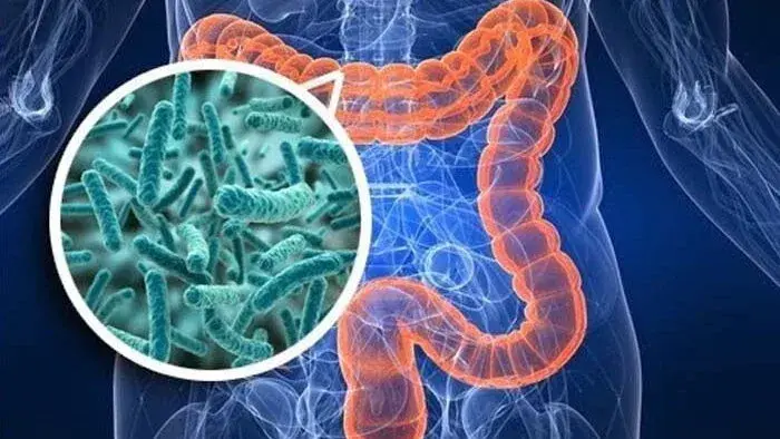 Talk: Intestino e microbiota