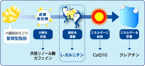 L-カルニチン