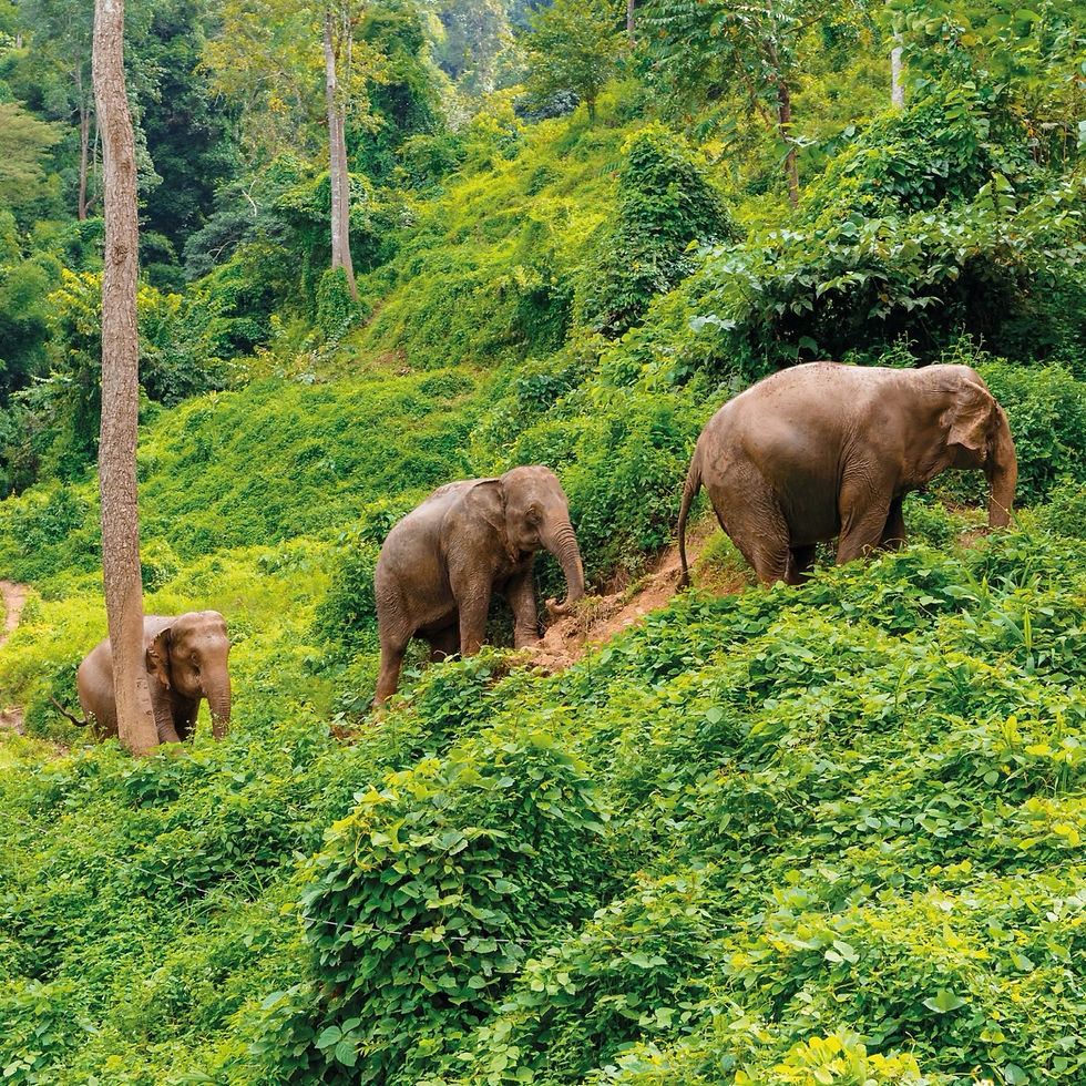 Wild elephants in the rainforest of Thailand