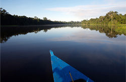 Amazon Rainforest, Brazil
