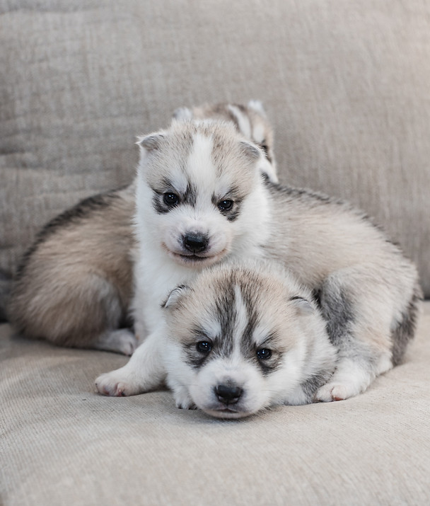 Siberian Husky Puppies