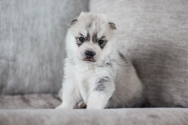Siberian Husky Puppies