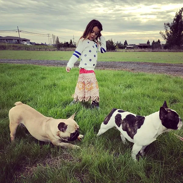 French Bulldog Breeder California Wine Country Bulldogs
