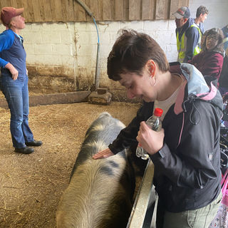 Sam and the pregnant sow Botton Village