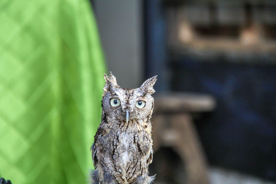 13668726_695722270580418_460455088103768