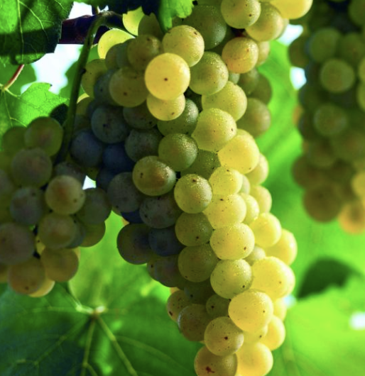 airen grapes, wine grapes, white wine, spanish wine