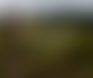 Himbeerbrand Martenz – Die Himbeerernte 2019 ist zu Ende