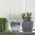Succulents on Windowsill