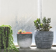 Succulents on Windowsill