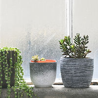 Succulents on Windowsill