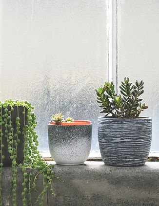 Succulents on Windowsill