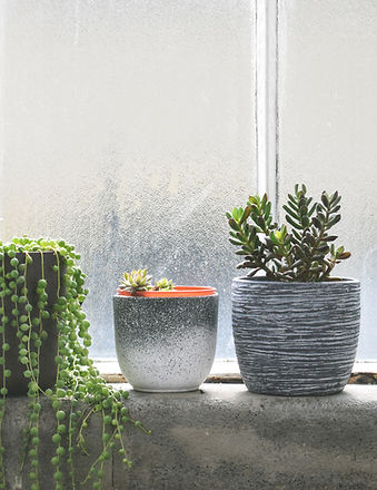 Succulents on Windowsill
