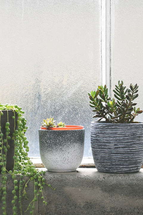 Succulents on Windowsill