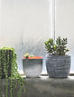 Succulents on Windowsill