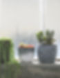 Succulents on Windowsill