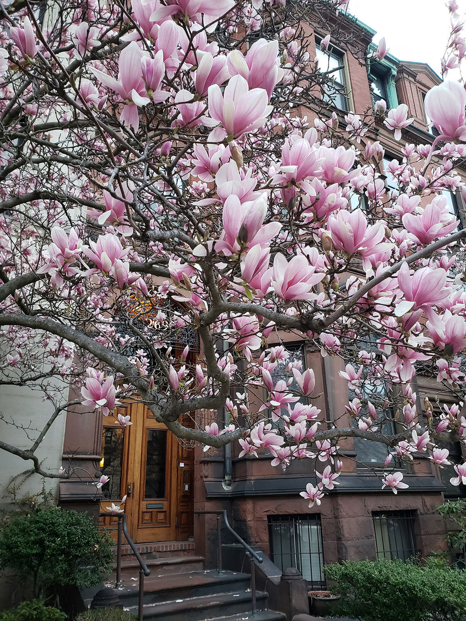 magnolia tree in bloom on Boston's Comm Ave Mall