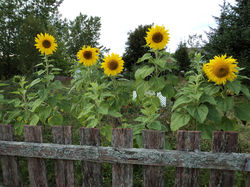 Tournesol