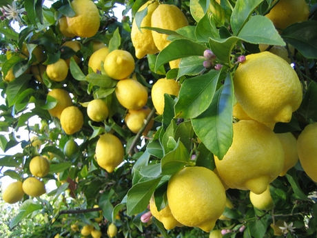 CITRON