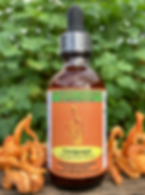 Cordyceps Extract (Tincture)