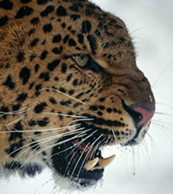 amur_leopard_20463