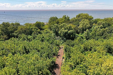 dia del ambiente .jpeg