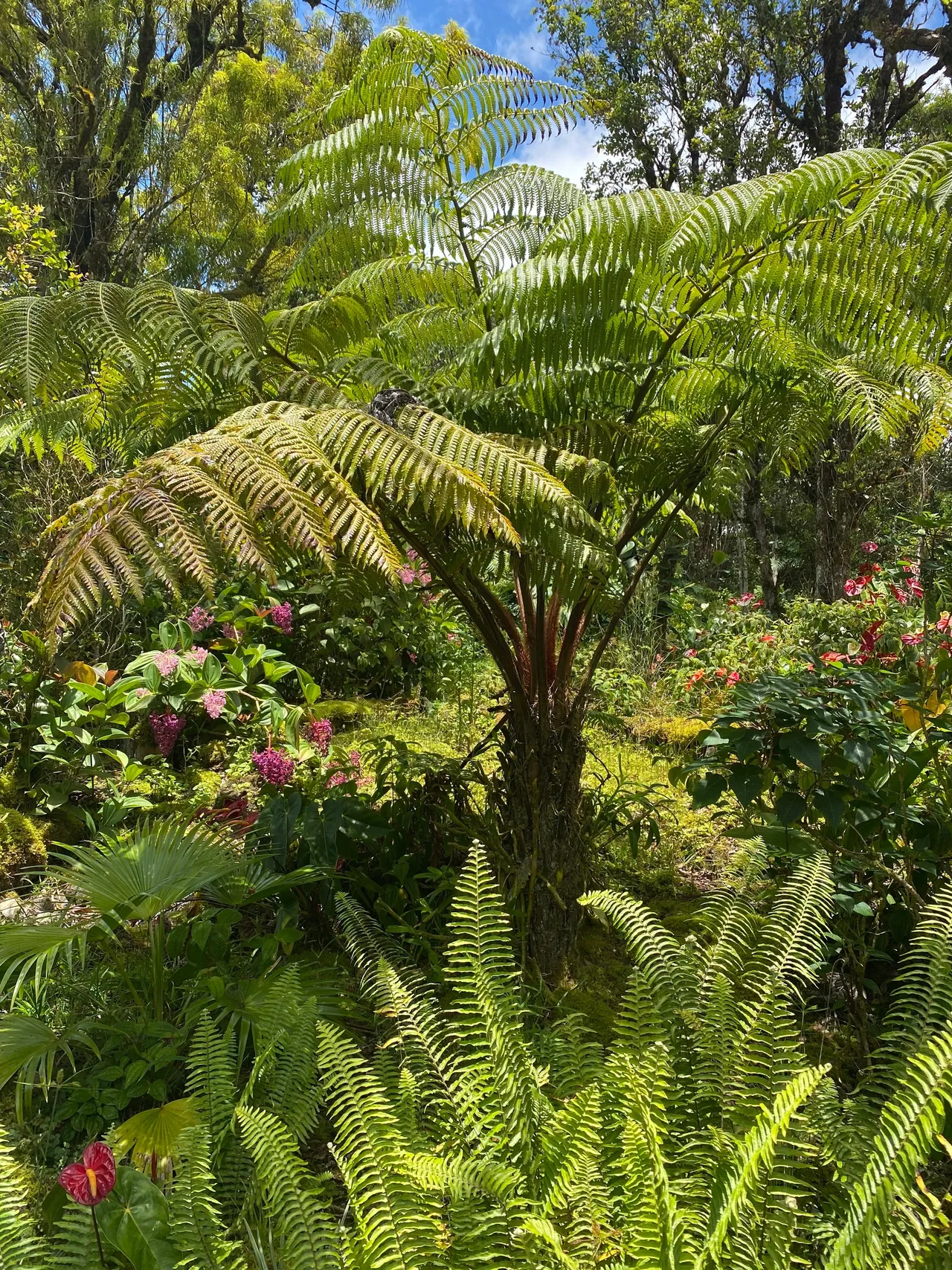 Puna Mākaukau- Fern Acres Community Association