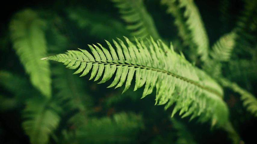 Resilienz & Well-Being Berater:in