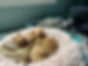 morecats.jfif
