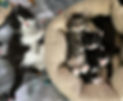 Miss Grey Group_edited.jpg