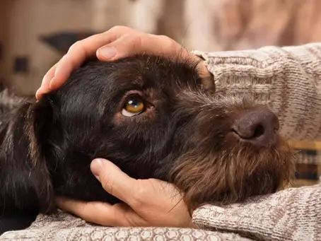 Can Dogs Really Sense When You’re Stressed?
