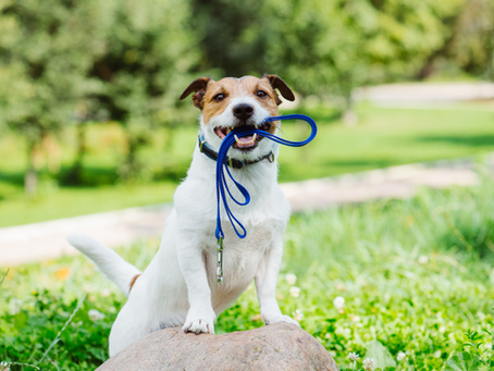 TRAINING TIP OF THE DAY: Off-Leash Reliability Starts with a Strong Foundation
