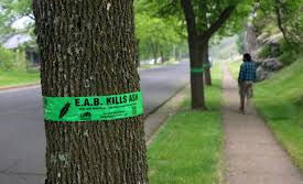 Emerald Ash Borer Confirmed in Larimer County