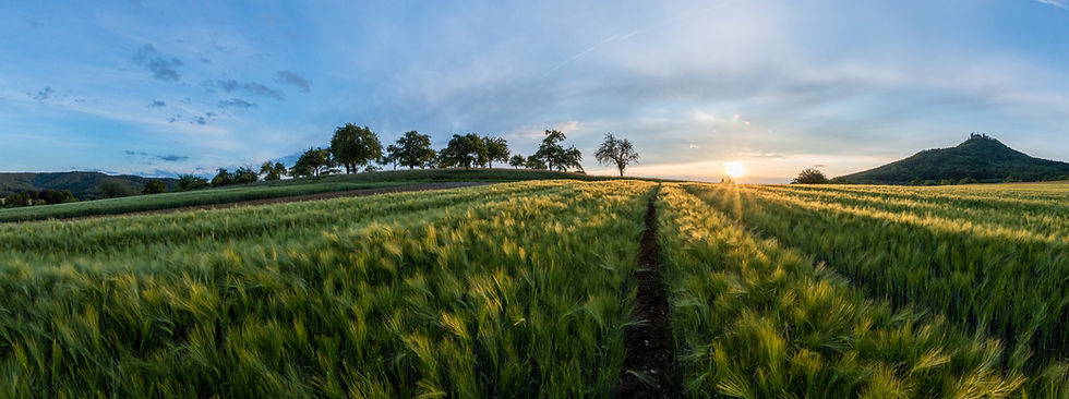 barley fields