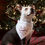 Thumbnail: Christmas Bandanas