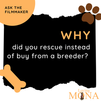 Ask the Filmaker_v2.png