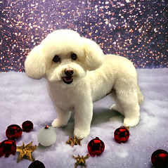 Dog grooming, Crystal Beach,Ridgeway, Stevensville, Fort Erie at Beach Dogs Paw Spa