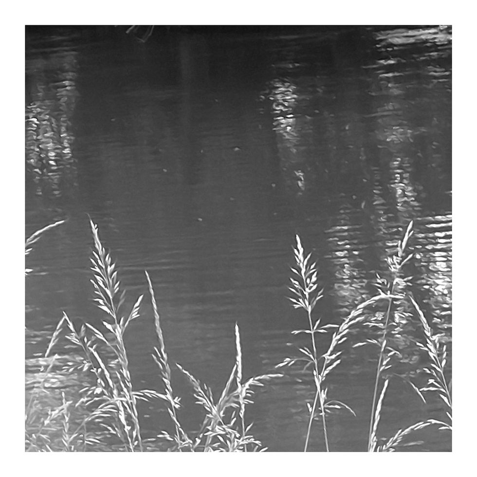 Gräser, helle, vor einem Fluss